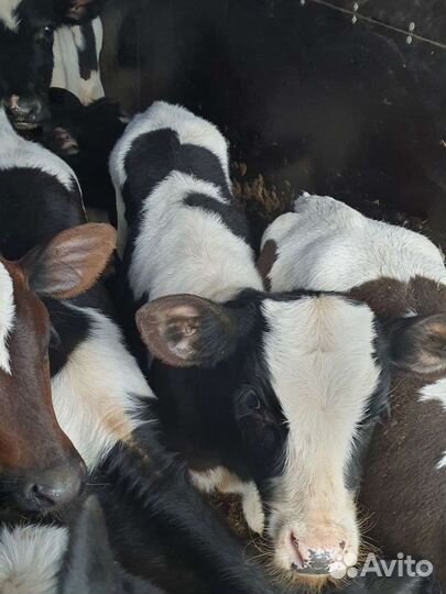 Телята бычки