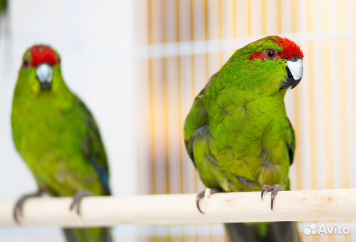 Какарик зеленый птенцы