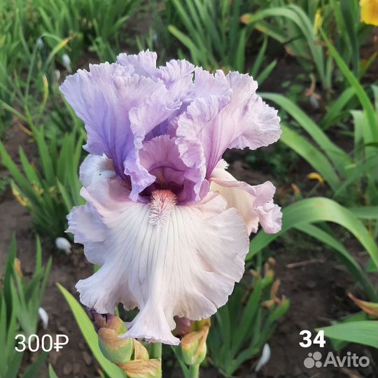 Ирисы бородатые сортовые на 24 год