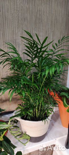 Пальма Хамедорея Элеганс