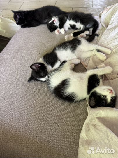 Отдам котят в добрые руки