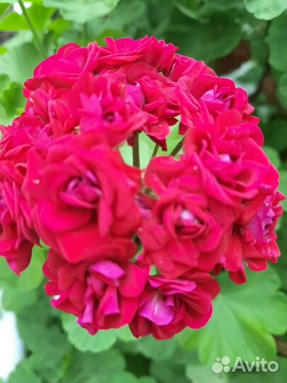 Герань пеларгония