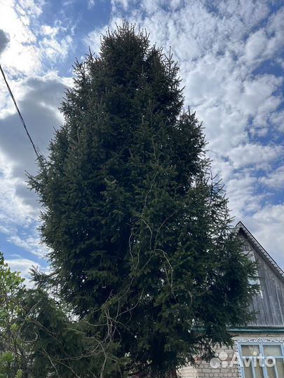 Ель обыкновенная