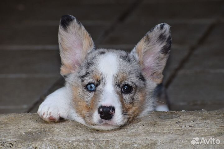 Вельш-корги кардиган