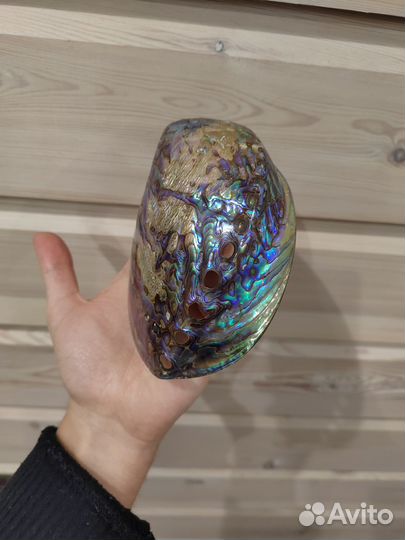 Морская раковина