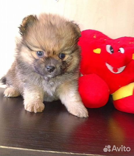 Померанский шпиц мини