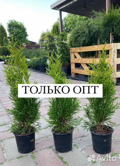 Можжевельники, туи