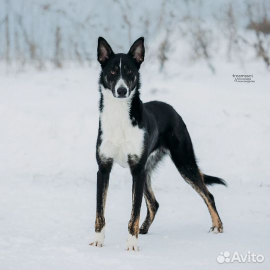Гончая дворянская