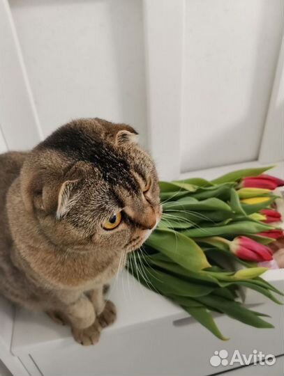 Шотландская вислоухая кошка вязка