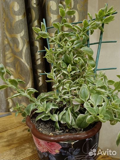 Аптения (суккулент)