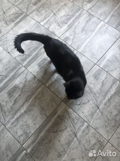 Кот в добрые руки