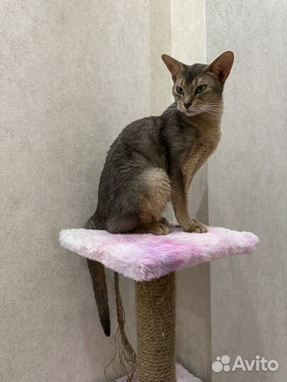 Абиссинская чистокровная кошка в добрые руки