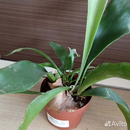 Комнатные цветы