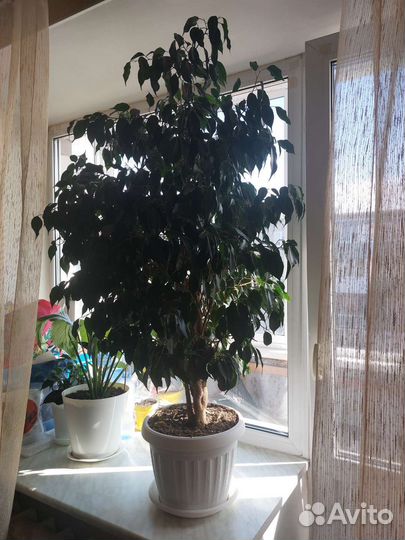Фикус бенджамина большой