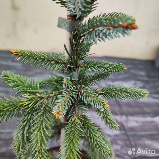 Ель сербская Пендула, 60 см, с5