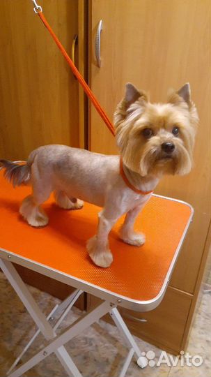 Стрижка, экс. линька собак и кошек