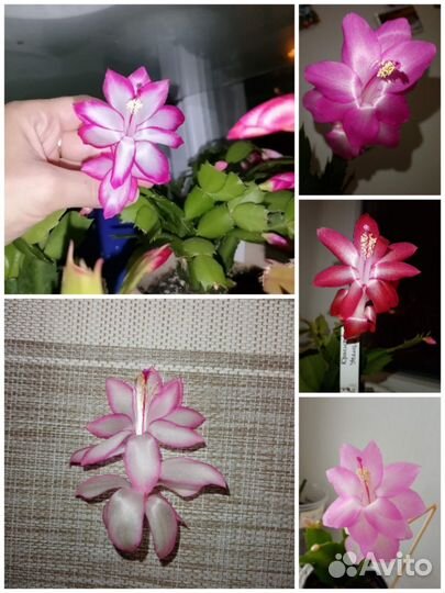 Шлюмбергеры с бутонами