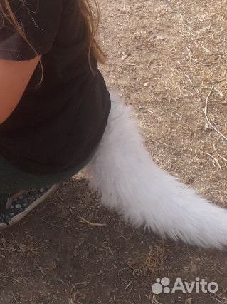 Хвостики для квадробики 500