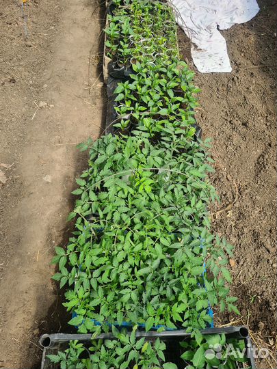 Рассада помидоров томатов