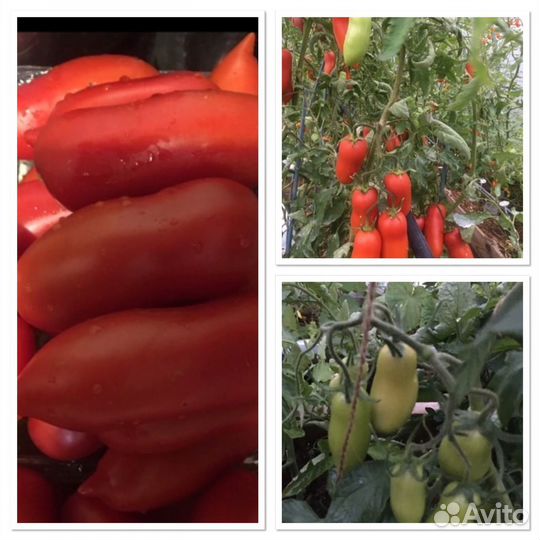 Томаты большие, кабачки, арбузы,петуния