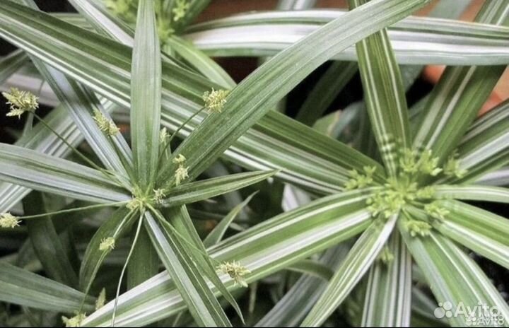 Разнообразие домашних растений