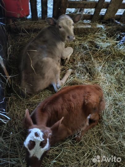 Корова с телятами