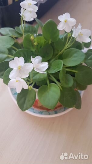 Стрептокарпусы, фиалки, оксалисы