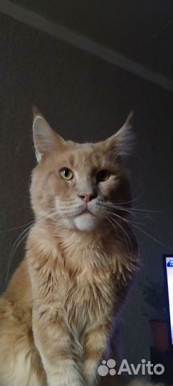 Продам кота