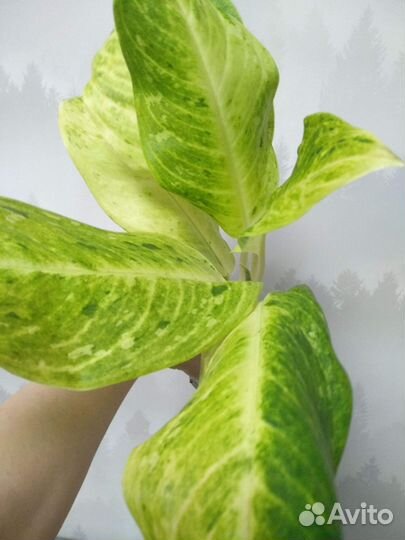 Аглонема Санса суккулент спатик