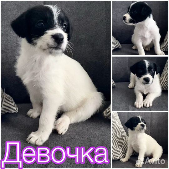 Щенки курцхаара в добрые руки