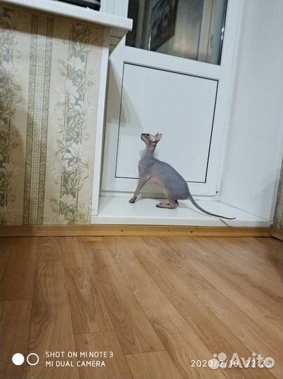 Котята канадский сфинкс