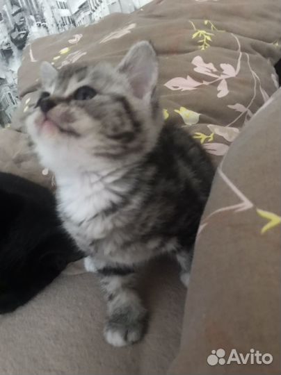 Британская девочка