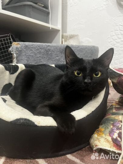 Кошечка Мишель