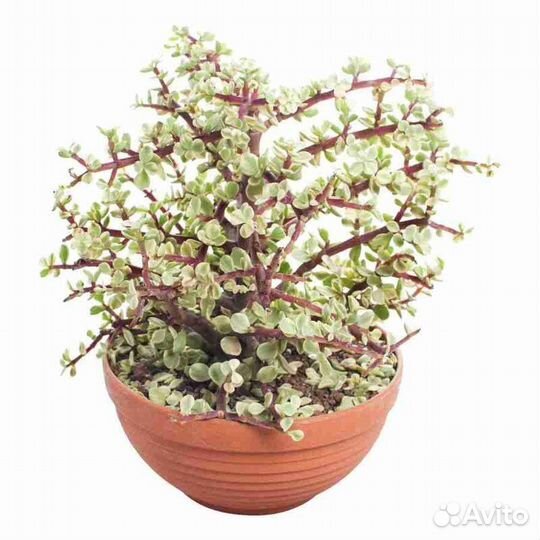 Портулакария афра