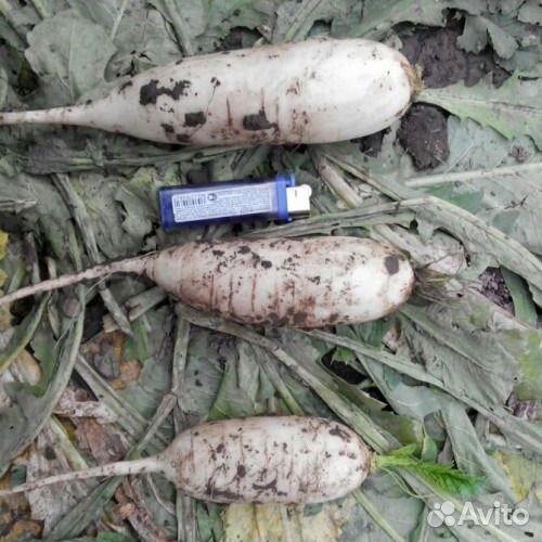 Семена редьки Эйс Спринг