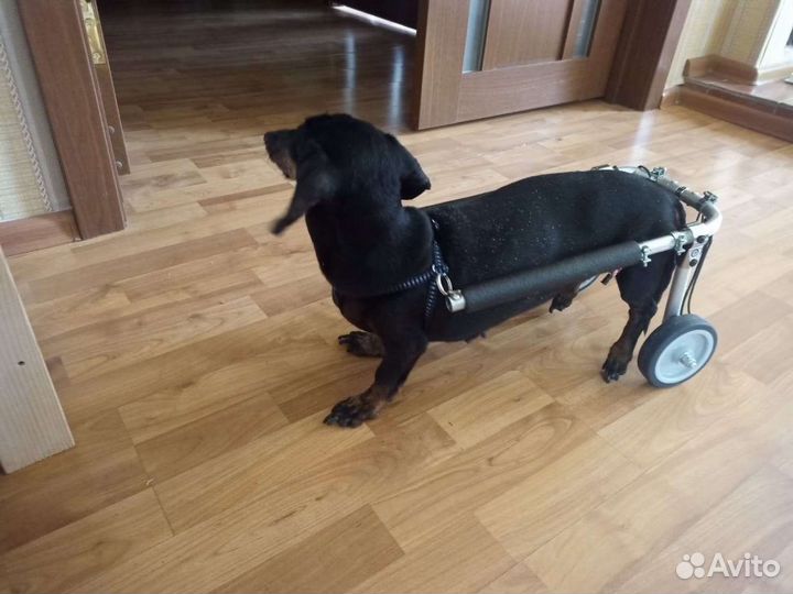 Инвалидная коляска для собак кошек