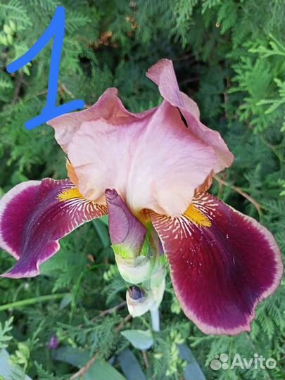 Гортензия, ирисы бородатые