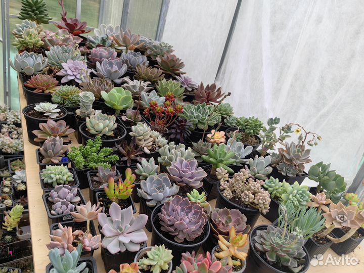 Суккуленты