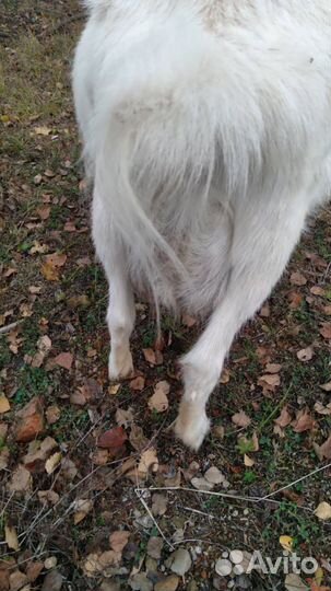 Коза дойная