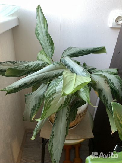 Комнатные растения