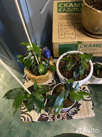 Фикус Бенджамина 4 вида