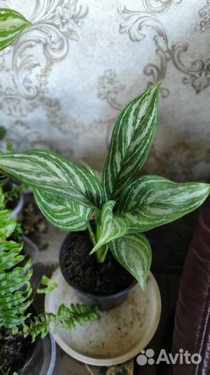 Аглаонема, Дифенбахия,Спатифилум