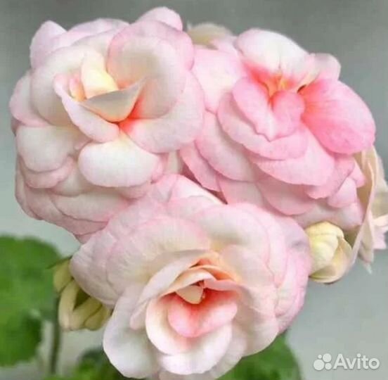 Пеларгония герань Ч.7