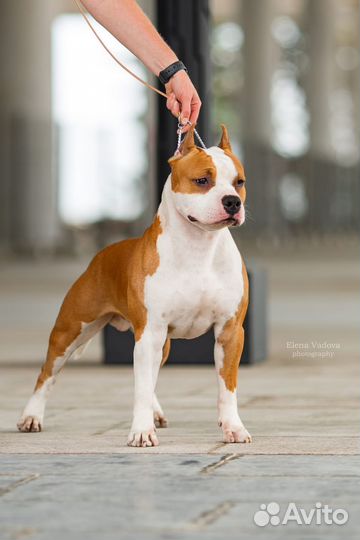 Американский стаффордширский терьер