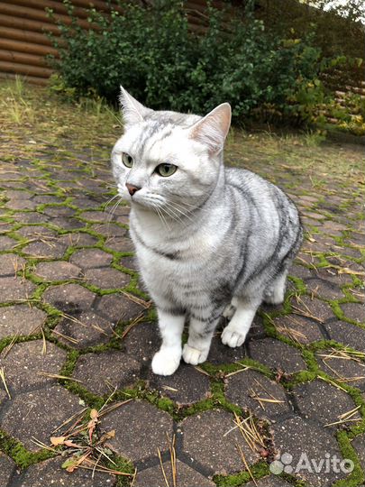 Кошка в дар бесплатно