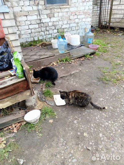 Отдам в добрые руки