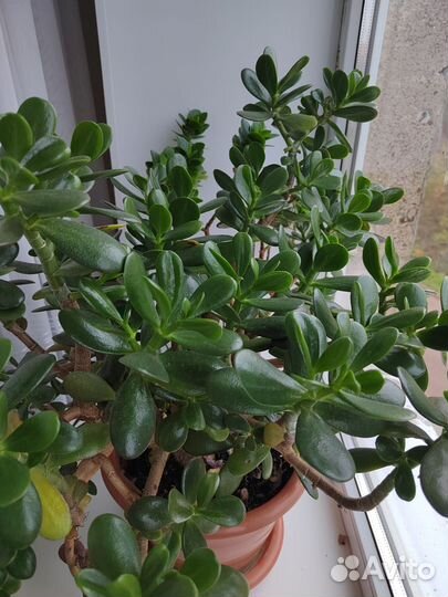 Замиокулькас