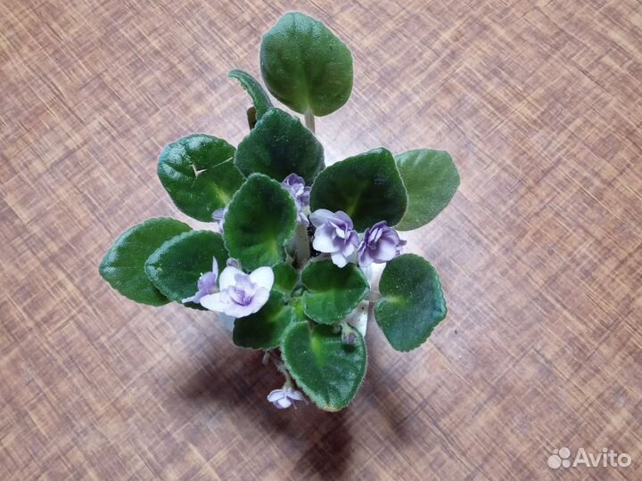 Цветущие глоксинии с детками фиалки