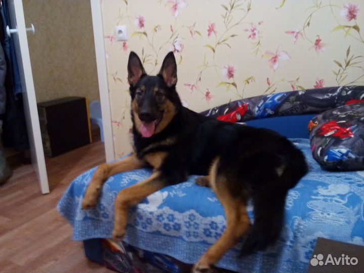 Немецкая овчарка