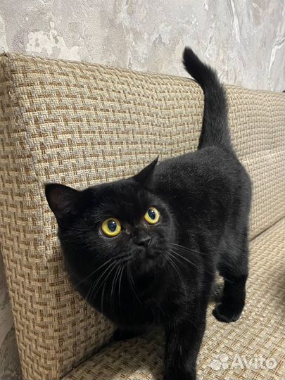 Британская